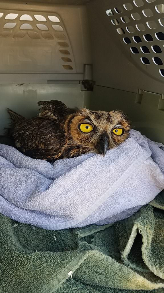 Kentucky Great Horned Owl