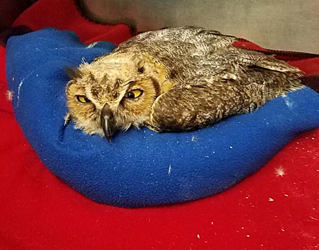 Kentucky Great Horned Owl